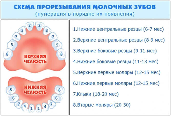 Схема зубов