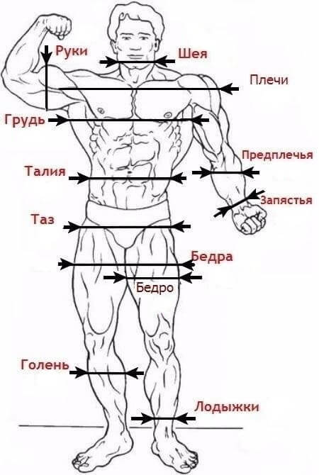 Калькулятор идеальных пропорций мужского тела