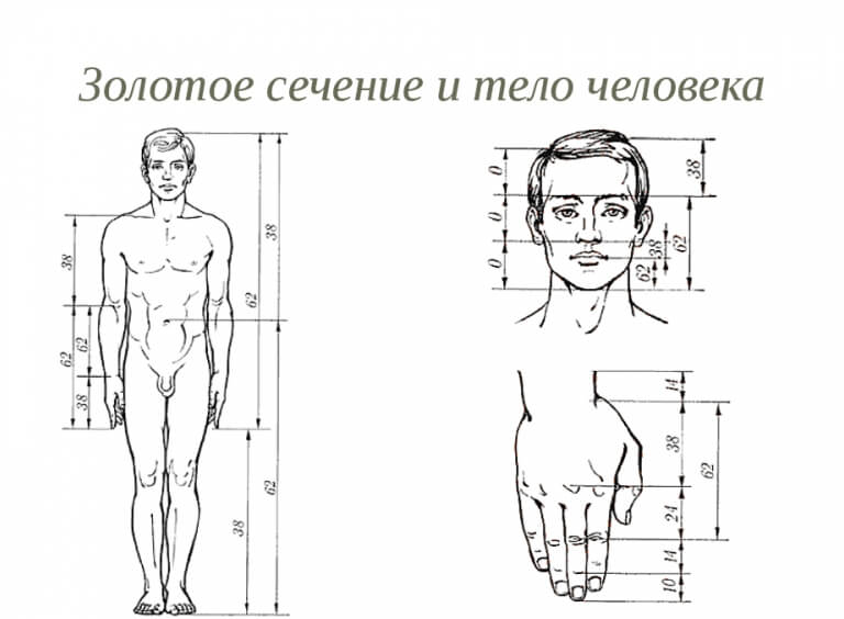 Калькулятор идеальных пропорций мужского тела