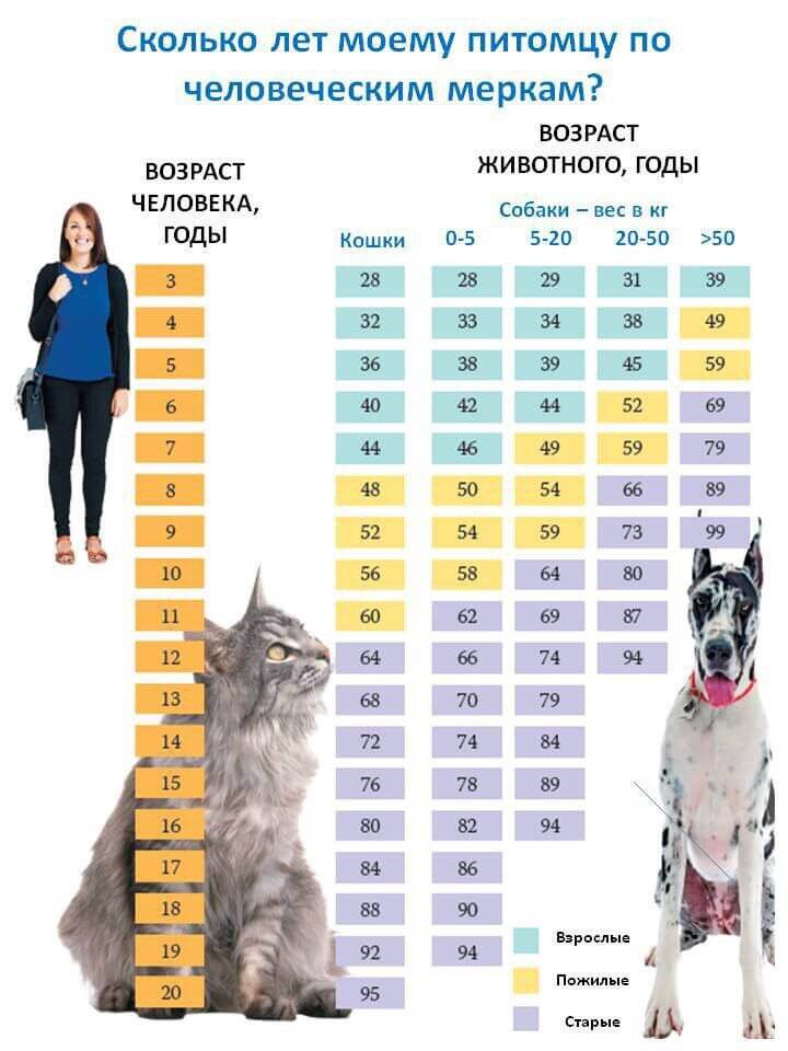 Соотношение возраста человека и собаки, кошки